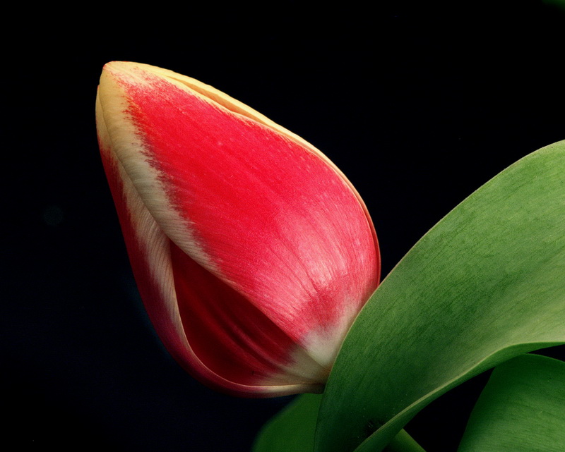 Blume Tulpe PICT3951_BildgrÃ¶ÃŸe Ã¤ndern.jpg